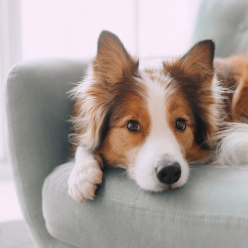 chien à dormir seul