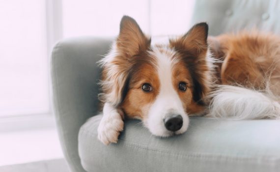 chien à dormir seul