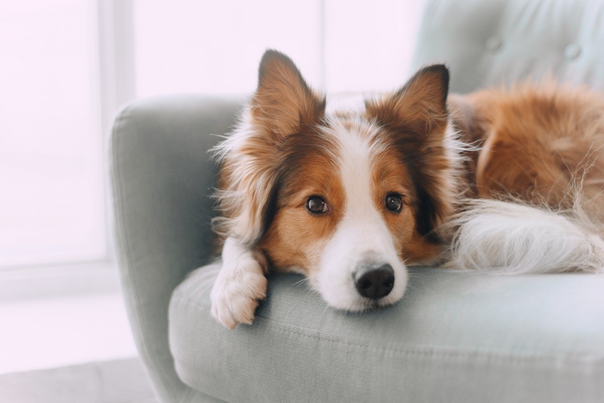 chien à dormir seul