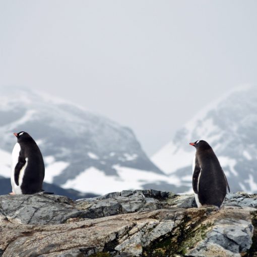 Antarctique