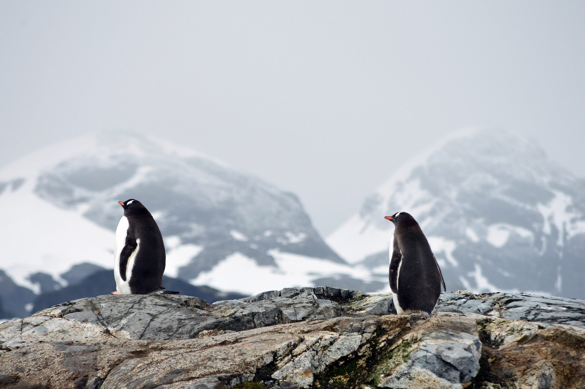 Antarctique