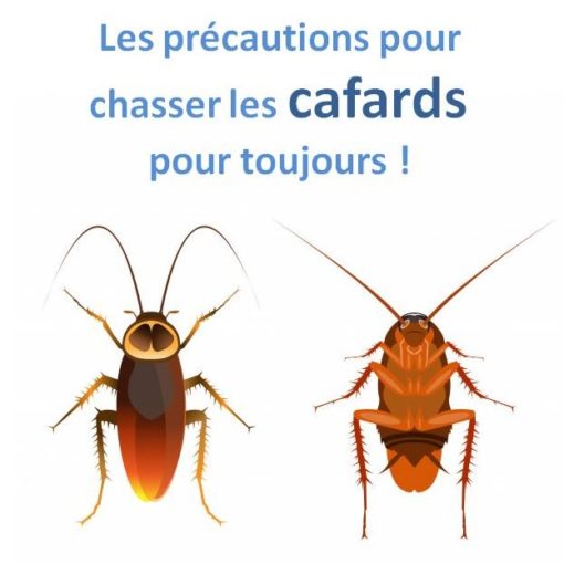 chasser les cafards pour toujours !