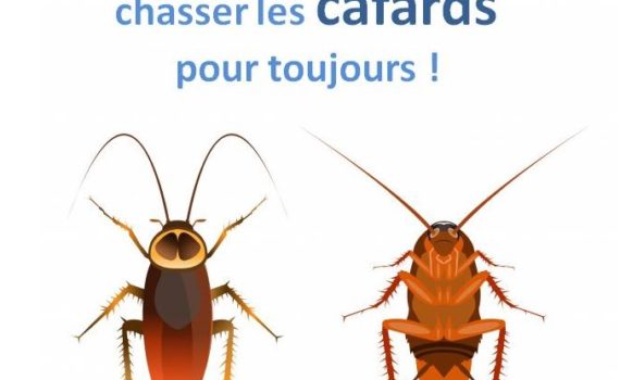 chasser les cafards pour toujours !