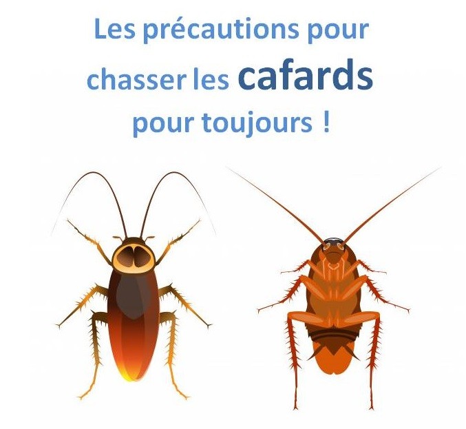 chasser les cafards pour toujours !