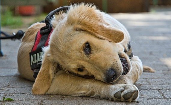 Harnais pour chien