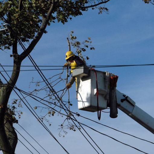 élagage d’un arbre