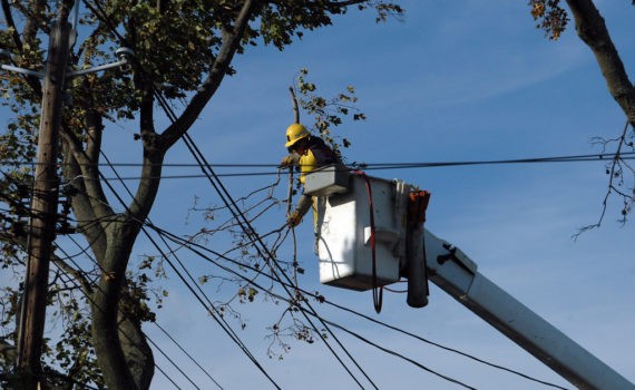 élagage d’un arbre