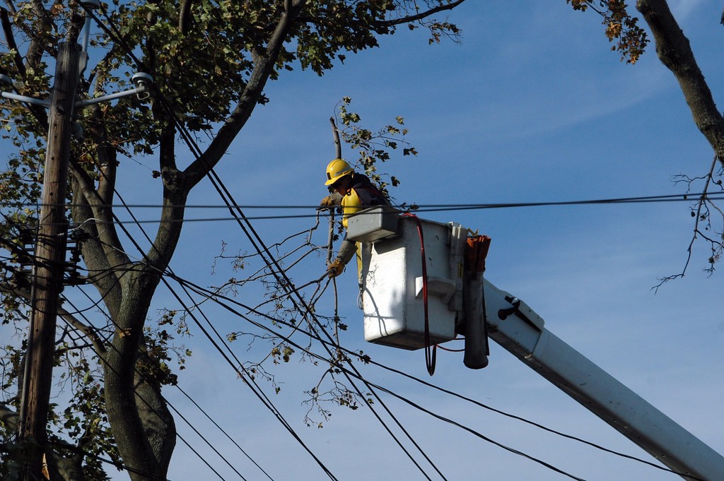 élagage d’un arbre