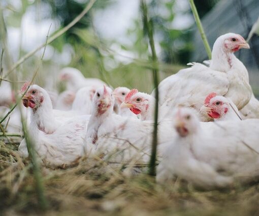 taire un coq