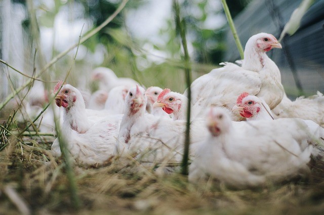 taire un coq